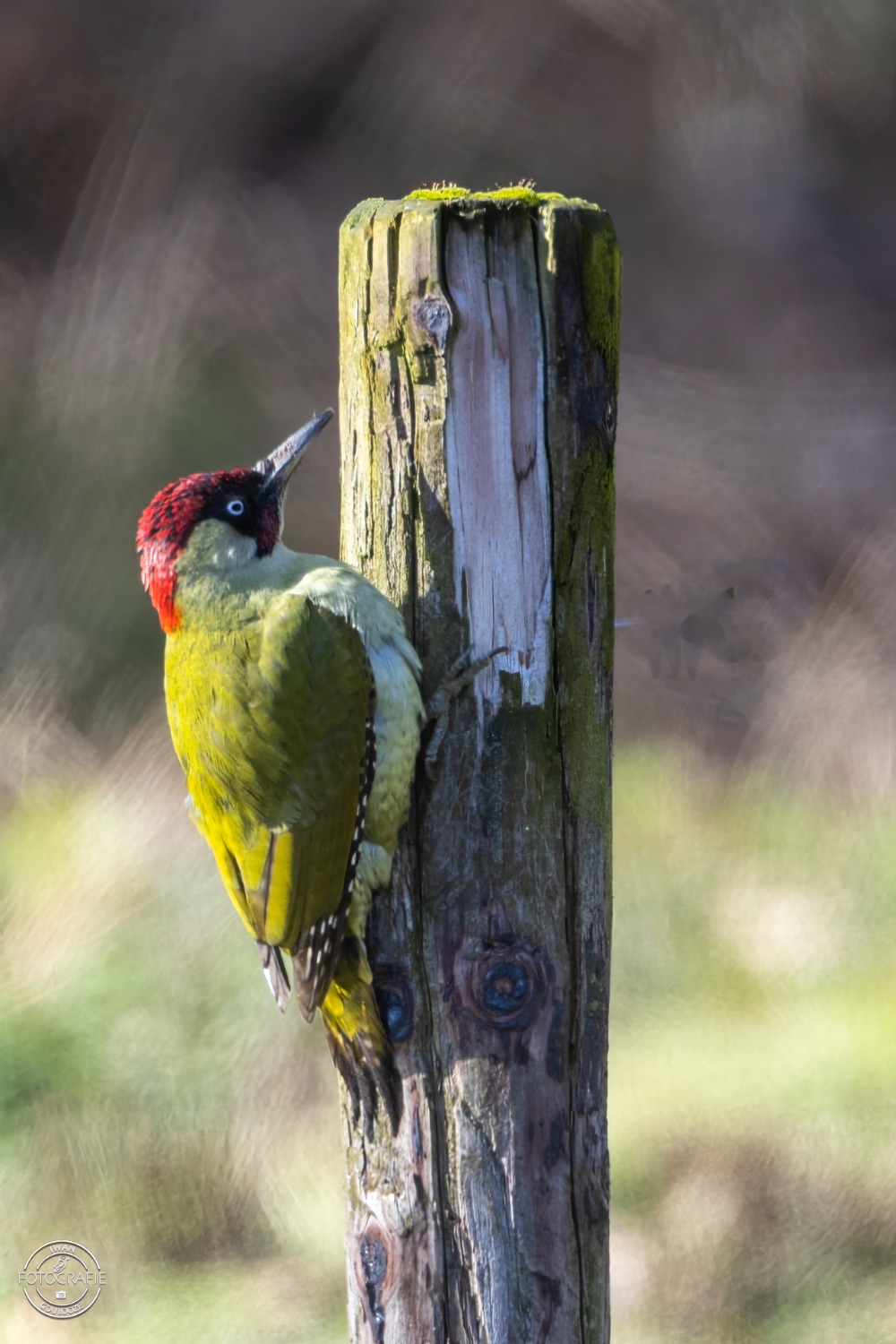 Groene Specht